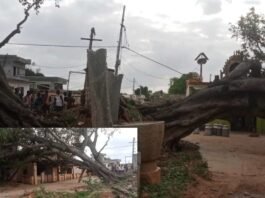 Sidlaghatta Marappanahalli Rain Tree Fall
