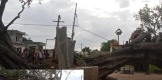 Sidlaghatta Marappanahalli Rain Tree Fall