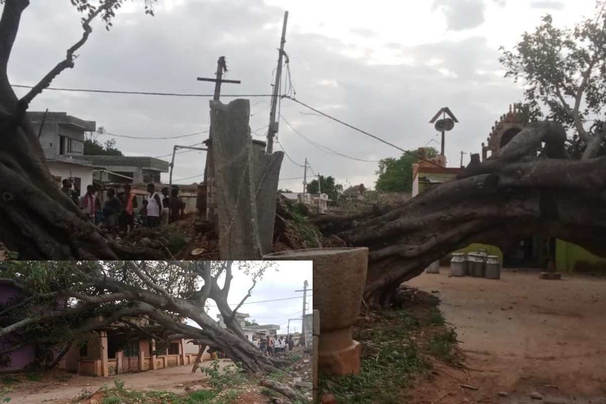 22MayS2 Sidlaghatta Marappanahalli Rain Tree Fall