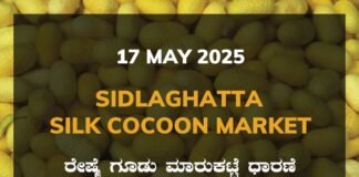 Sidlaghatta Silk Cocoon Market Price Rate ಶಿಡ್ಲಘಟ್ಟ ರೇಷ್ಮೆ ಗೂಡು ಮಾರುಕಟ್ಟೆ ಧಾರಣೆ