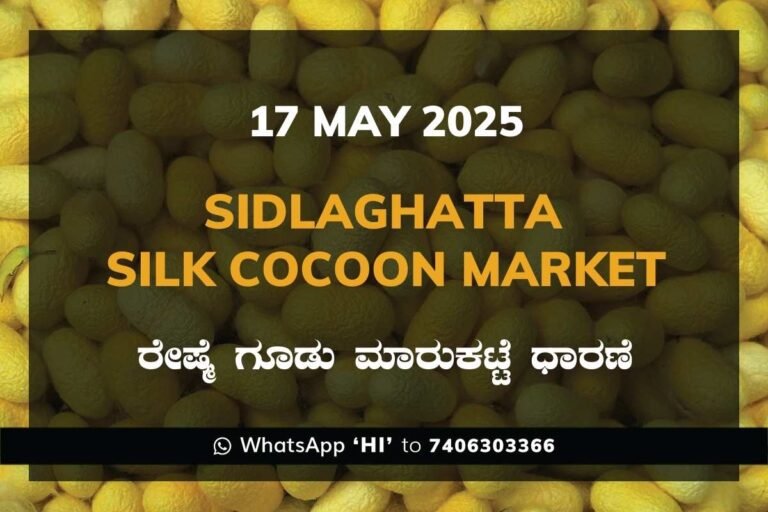 Sidlaghatta Silk Cocoon Market Price Rate ಶಿಡ್ಲಘಟ್ಟ ರೇಷ್ಮೆ ಗೂಡು ಮಾರುಕಟ್ಟೆ ಧಾರಣೆ