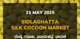 Sidlaghatta Silk Cocoon Market Price Rate ಶಿಡ್ಲಘಟ್ಟ ರೇಷ್ಮೆ ಗೂಡು ಮಾರುಕಟ್ಟೆ ಧಾರಣೆ