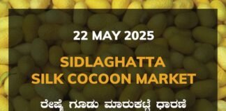 Sidlaghatta Silk Cocoon Market Price Rate ಶಿಡ್ಲಘಟ್ಟ ರೇಷ್ಮೆ ಗೂಡು ಮಾರುಕಟ್ಟೆ ಧಾರಣೆ