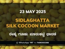 Sidlaghatta Silk Cocoon Market Price Rate ಶಿಡ್ಲಘಟ್ಟ ರೇಷ್ಮೆ ಗೂಡು ಮಾರುಕಟ್ಟೆ ಧಾರಣೆ