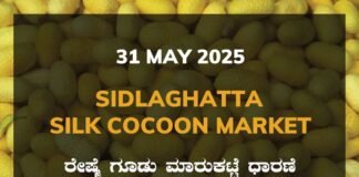 Sidlaghatta Silk Cocoon Market Price Rate ಶಿಡ್ಲಘಟ್ಟ ರೇಷ್ಮೆ ಗೂಡು ಮಾರುಕಟ್ಟೆ ಧಾರಣೆ