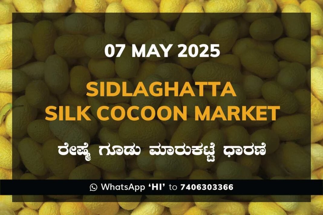 Sidlaghatta Silk Cocoon Market Price Rate ಶಿಡ್ಲಘಟ್ಟ ರೇಷ್ಮೆ ಗೂಡು ಮಾರುಕಟ್ಟೆ ಧಾರಣೆ