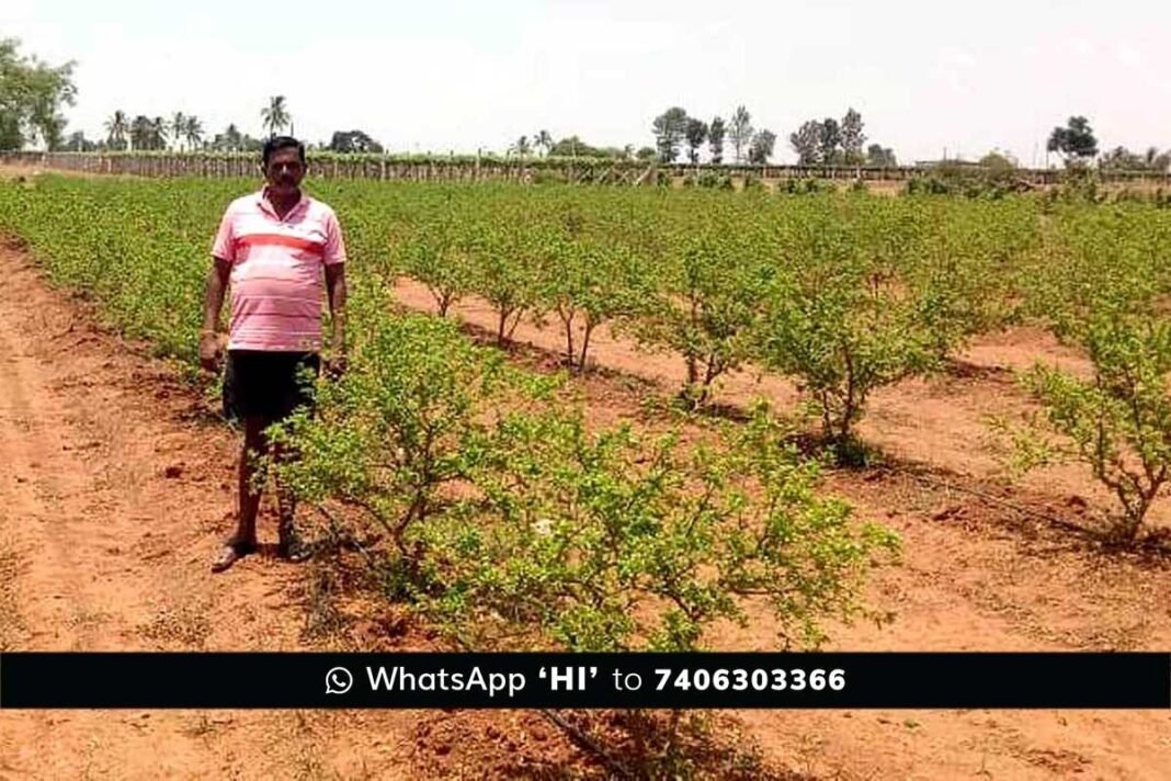 Sidlaghatta Farmers Summer Distress