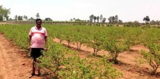 Sidlaghatta Farmers Summer Distress