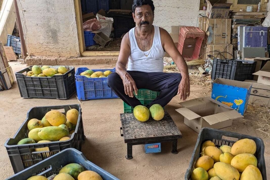 Sidlaghatta Mango Farming Profit