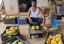 Sidlaghatta Mango Farming Profit