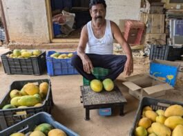Sidlaghatta Mango Farming Profit