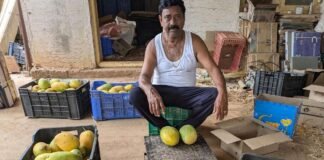 Sidlaghatta Mango Farming Profit
