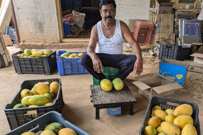 Sidlaghatta Mango Farming Profit