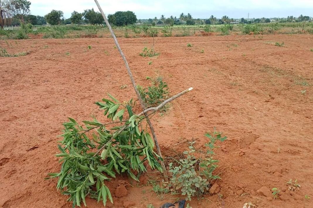 Sidlaghatta Basavanaparti Mango Farm Land Litigation