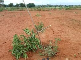 Sidlaghatta Basavanaparti Mango Farm Land Litigation