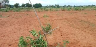 Sidlaghatta Basavanaparti Mango Farm Land Litigation