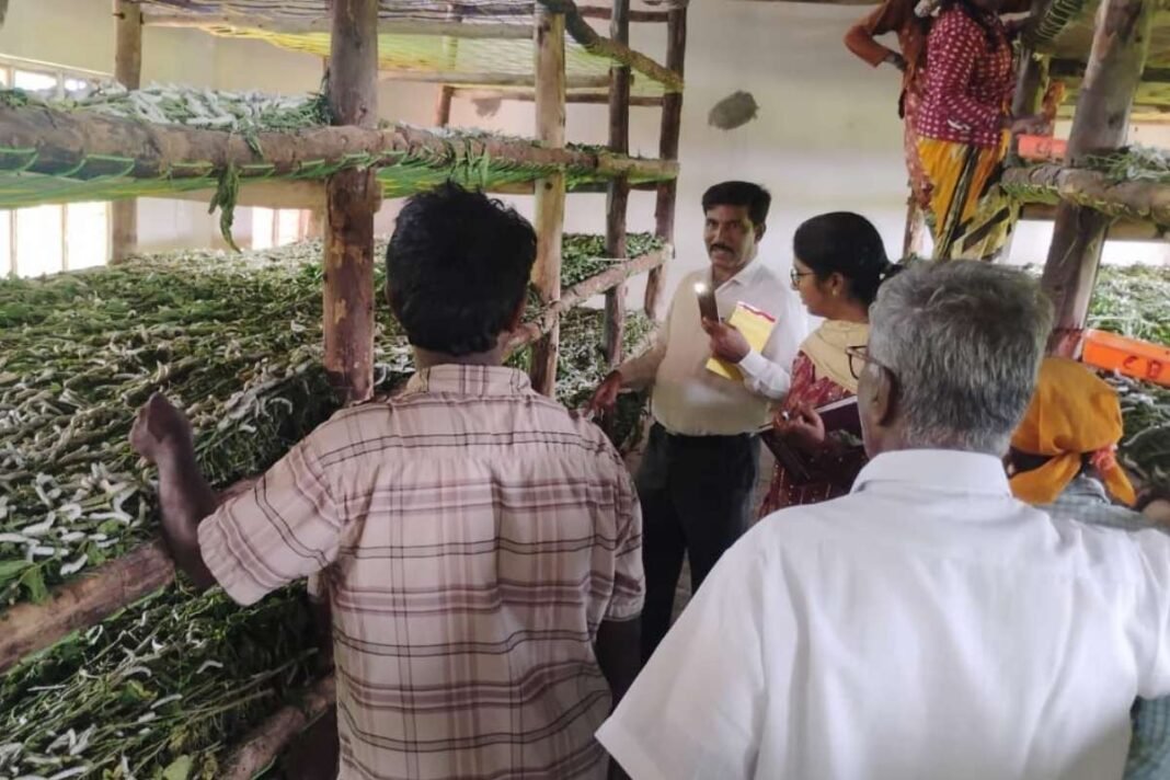 Sidlaghatta Hittalahalli Silkworm poisoned crop loss