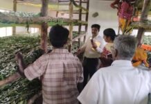 Sidlaghatta Hittalahalli Silkworm poisoned crop loss