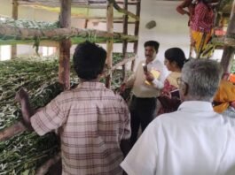 Sidlaghatta Hittalahalli Silkworm poisoned crop loss