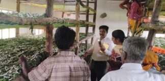 Sidlaghatta Hittalahalli Silkworm poisoned crop loss