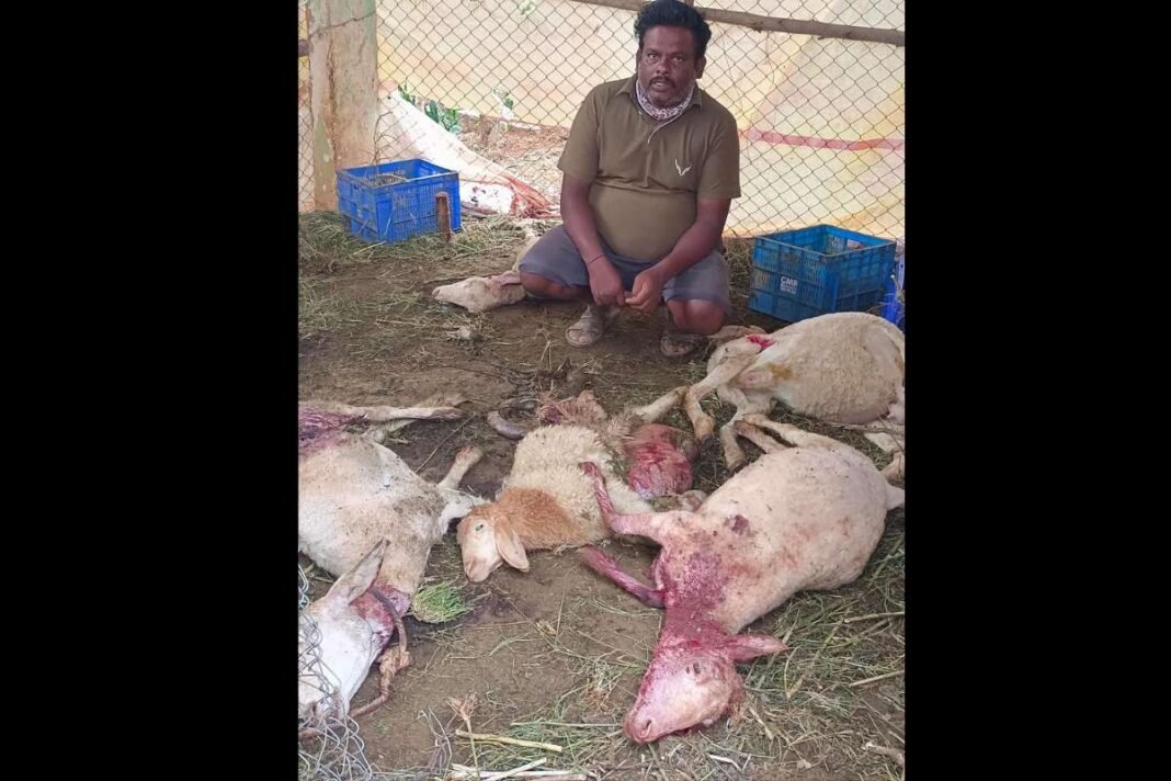 Sidlaghatta Melur Stray Dogs Attack Sheep