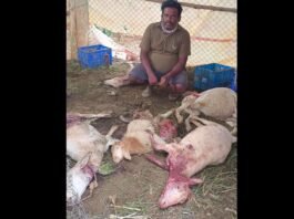 Sidlaghatta Melur Stray Dogs Attack Sheep