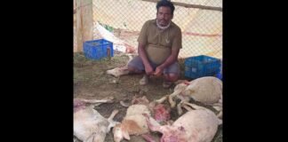 Sidlaghatta Melur Stray Dogs Attack Sheep