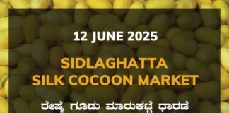 Sidlaghatta Silk Cocoon Market Price Rate ಶಿಡ್ಲಘಟ್ಟ ರೇಷ್ಮೆ ಗೂಡು ಮಾರುಕಟ್ಟೆ ಧಾರಣೆ