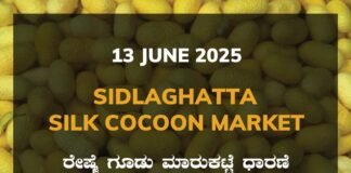 Sidlaghatta Silk Cocoon Market Price Rate ಶಿಡ್ಲಘಟ್ಟ ರೇಷ್ಮೆ ಗೂಡು ಮಾರುಕಟ್ಟೆ ಧಾರಣೆ