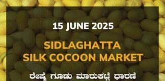 Sidlaghatta Silk Cocoon Market Price Rate ಶಿಡ್ಲಘಟ್ಟ ರೇಷ್ಮೆ ಗೂಡು ಮಾರುಕಟ್ಟೆ ಧಾರಣೆ