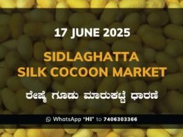 Sidlaghatta Silk Cocoon Market Price Rate ಶಿಡ್ಲಘಟ್ಟ ರೇಷ್ಮೆ ಗೂಡು ಮಾರುಕಟ್ಟೆ ಧಾರಣೆ