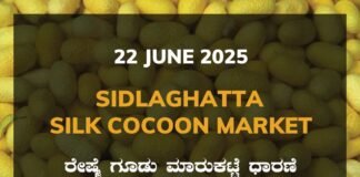 Sidlaghatta Silk Cocoon Market Price Rate ಶಿಡ್ಲಘಟ್ಟ ರೇಷ್ಮೆ ಗೂಡು ಮಾರುಕಟ್ಟೆ ಧಾರಣೆ