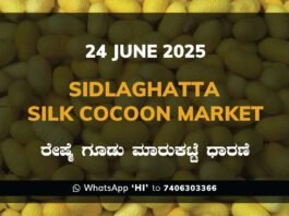 Sidlaghatta Silk Cocoon Market Price Rate ಶಿಡ್ಲಘಟ್ಟ ರೇಷ್ಮೆ ಗೂಡು ಮಾರುಕಟ್ಟೆ ಧಾರಣೆ