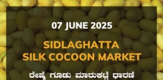 Sidlaghatta Silk Cocoon Market Price Rate ಶಿಡ್ಲಘಟ್ಟ ರೇಷ್ಮೆ ಗೂಡು ಮಾರುಕಟ್ಟೆ ಧಾರಣೆ