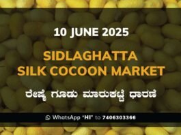 Sidlaghatta Silk Cocoon Market Price Rate ಶಿಡ್ಲಘಟ್ಟ ರೇಷ್ಮೆ ಗೂಡು ಮಾರುಕಟ್ಟೆ ಧಾರಣೆ