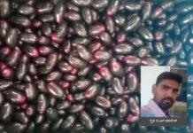 Sidlaghatta Grown plums exported to england