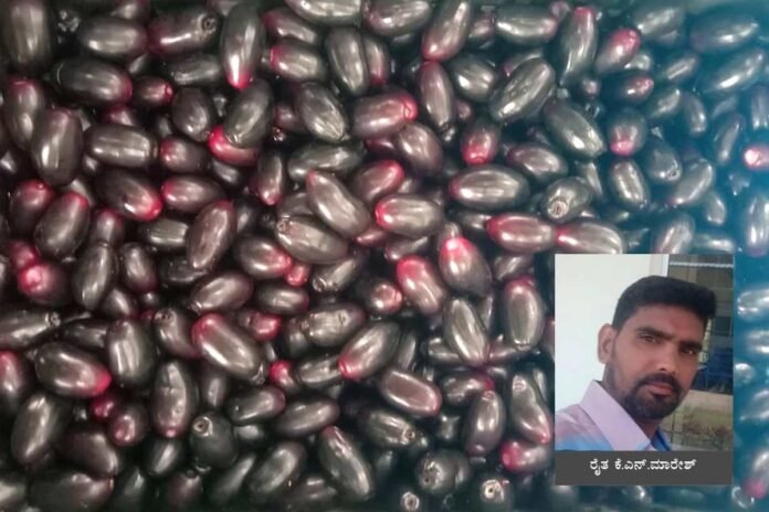 Sidlaghatta Grown plums exported to england