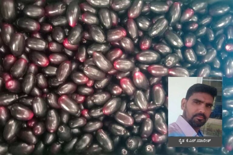 Sidlaghatta Grown plums exported to england