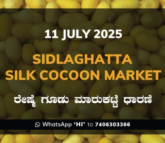 Sidlaghatta Silk Cocoon Market Price Rate ಶಿಡ್ಲಘಟ್ಟ ರೇಷ್ಮೆ ಗೂಡು ಮಾರುಕಟ್ಟೆ ಧಾರಣೆ