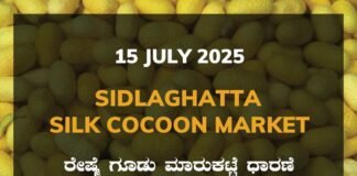 Sidlaghatta Silk Cocoon Market Price Rate ಶಿಡ್ಲಘಟ್ಟ ರೇಷ್ಮೆ ಗೂಡು ಮಾರುಕಟ್ಟೆ ಧಾರಣೆ