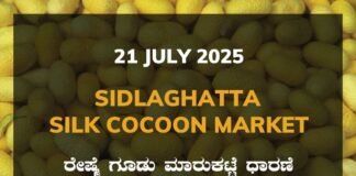 Sidlaghatta Silk Cocoon Market Price Rate ಶಿಡ್ಲಘಟ್ಟ ರೇಷ್ಮೆ ಗೂಡು ಮಾರುಕಟ್ಟೆ ಧಾರಣೆ