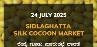 Sidlaghatta Silk Cocoon Market Price Rate ಶಿಡ್ಲಘಟ್ಟ ರೇಷ್ಮೆ ಗೂಡು ಮಾರುಕಟ್ಟೆ ಧಾರಣೆ