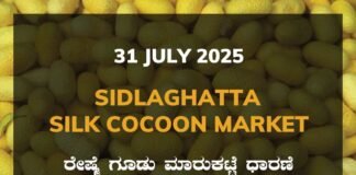 Sidlaghatta Silk Cocoon Market Price Rate ಶಿಡ್ಲಘಟ್ಟ ರೇಷ್ಮೆ ಗೂಡು ಮಾರುಕಟ್ಟೆ ಧಾರಣೆ