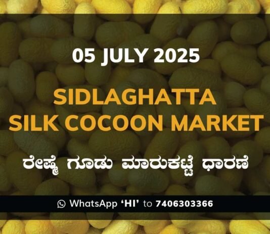 Sidlaghatta Silk Cocoon Market Price Rate ಶಿಡ್ಲಘಟ್ಟ ರೇಷ್ಮೆ ಗೂಡು ಮಾರುಕಟ್ಟೆ ಧಾರಣೆ