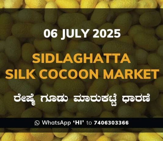 Sidlaghatta Silk Cocoon Market Price Rate ಶಿಡ್ಲಘಟ್ಟ ರೇಷ್ಮೆ ಗೂಡು ಮಾರುಕಟ್ಟೆ ಧಾರಣೆ