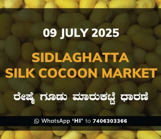Sidlaghatta Silk Cocoon Market Price Rate ಶಿಡ್ಲಘಟ್ಟ ರೇಷ್ಮೆ ಗೂಡು ಮಾರುಕಟ್ಟೆ ಧಾರಣೆ