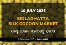 Sidlaghatta Silk Cocoon Market Price Rate ಶಿಡ್ಲಘಟ್ಟ ರೇಷ್ಮೆ ಗೂಡು ಮಾರುಕಟ್ಟೆ ಧಾರಣೆ