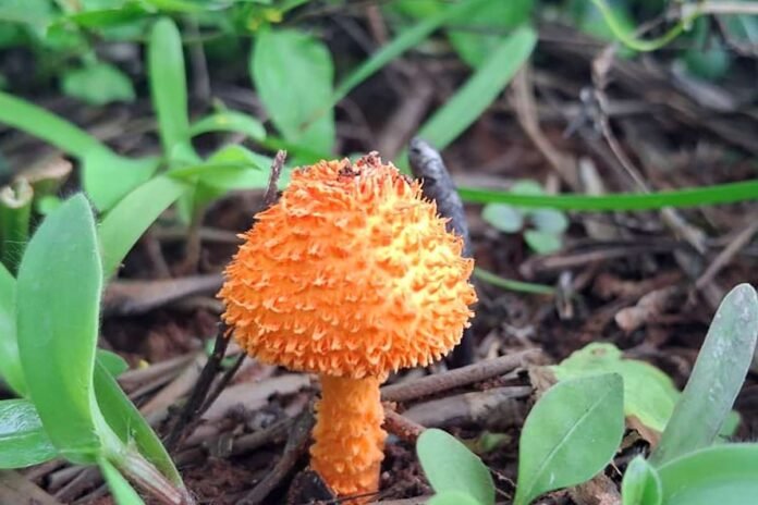 Agaricus trisulphuratus Orange Mushroom
