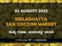 Sidlaghatta Silk Cocoon Market Price Rate ಶಿಡ್ಲಘಟ್ಟ ರೇಷ್ಮೆ ಗೂಡು ಮಾರುಕಟ್ಟೆ ಧಾರಣೆ