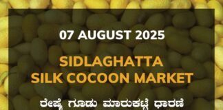 Sidlaghatta Silk Cocoon Market Price Rate ಶಿಡ್ಲಘಟ್ಟ ರೇಷ್ಮೆ ಗೂಡು ಮಾರುಕಟ್ಟೆ ಧಾರಣೆ